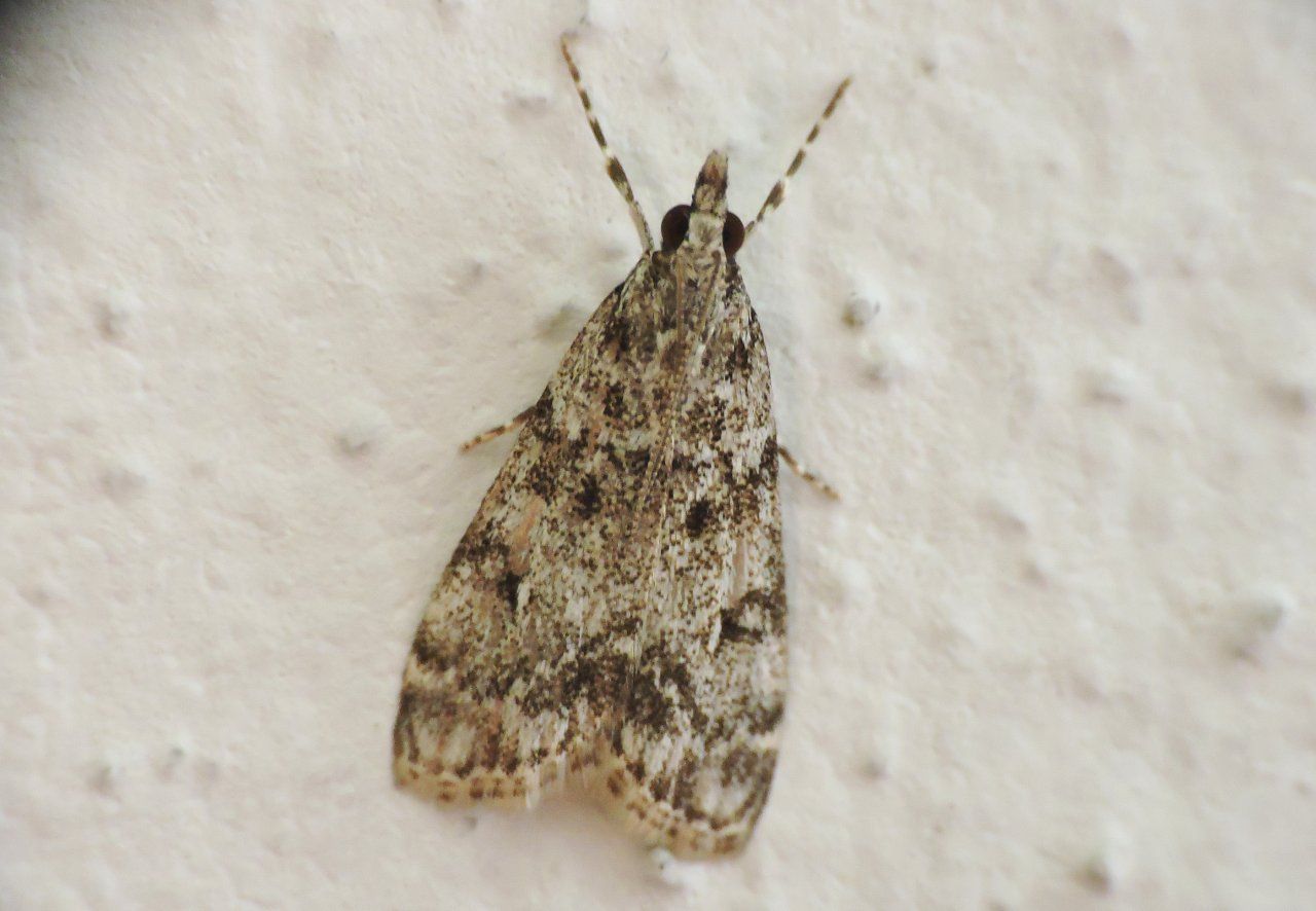 Richiesta conferma ID - Eudonia lacustrata